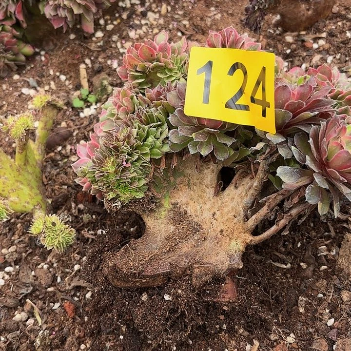 多肉植物缀化福利124