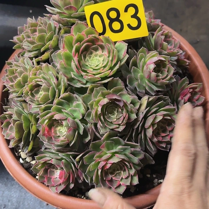 林***缘多肉植物万花筒083