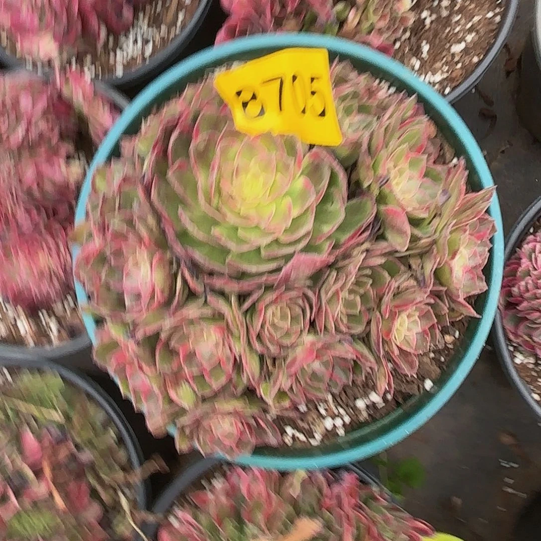 张*多肉植物万花筒8705