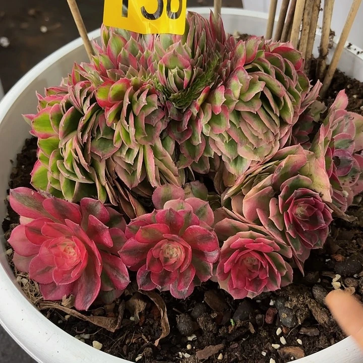 多肉植物倾城缀158