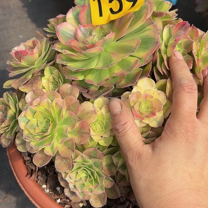 多肉植物雨菏159