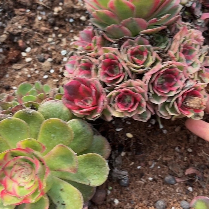 芬*多肉植物倾城175