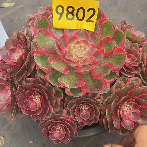 多肉植物云菏9802