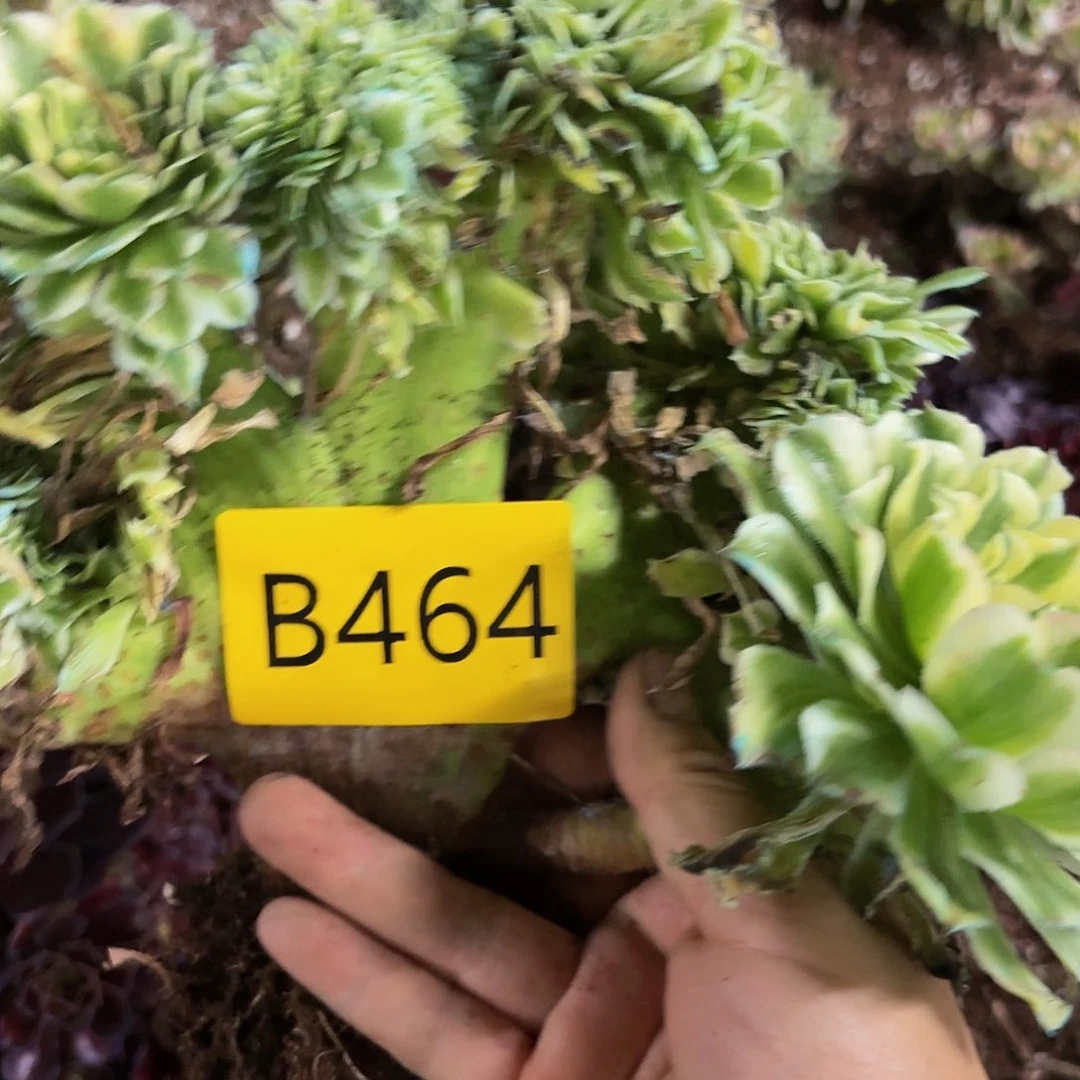 多肉植物缀化464不售后