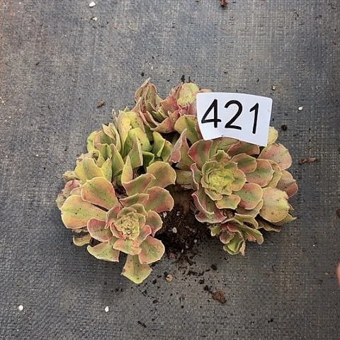 多肉植物洛神缀421