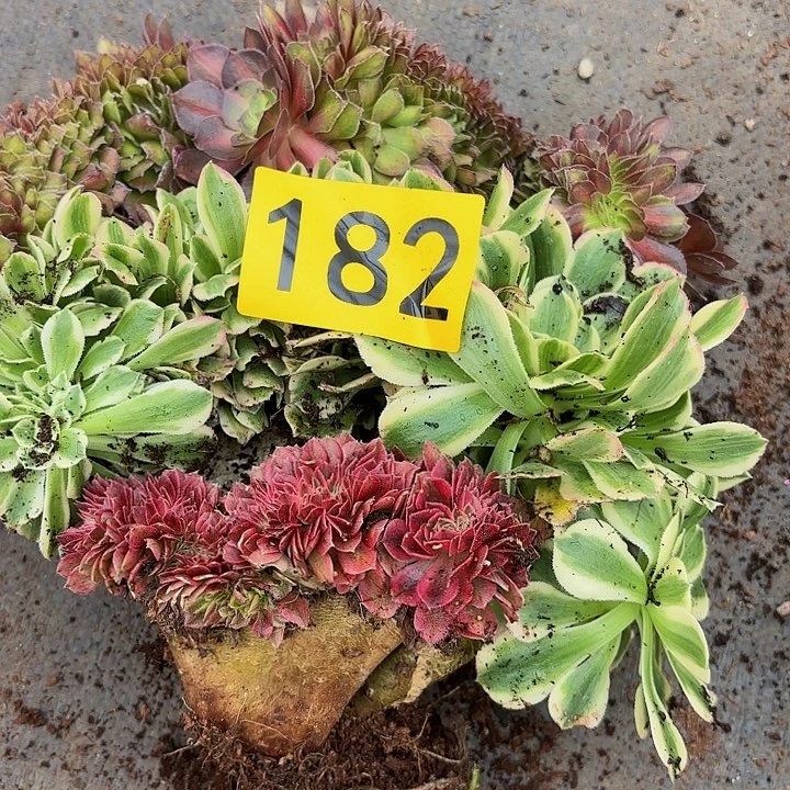 多肉植物缀化182不售后