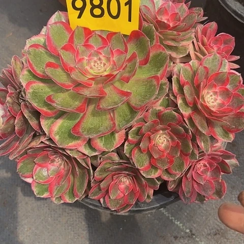 多肉植物云菏9801