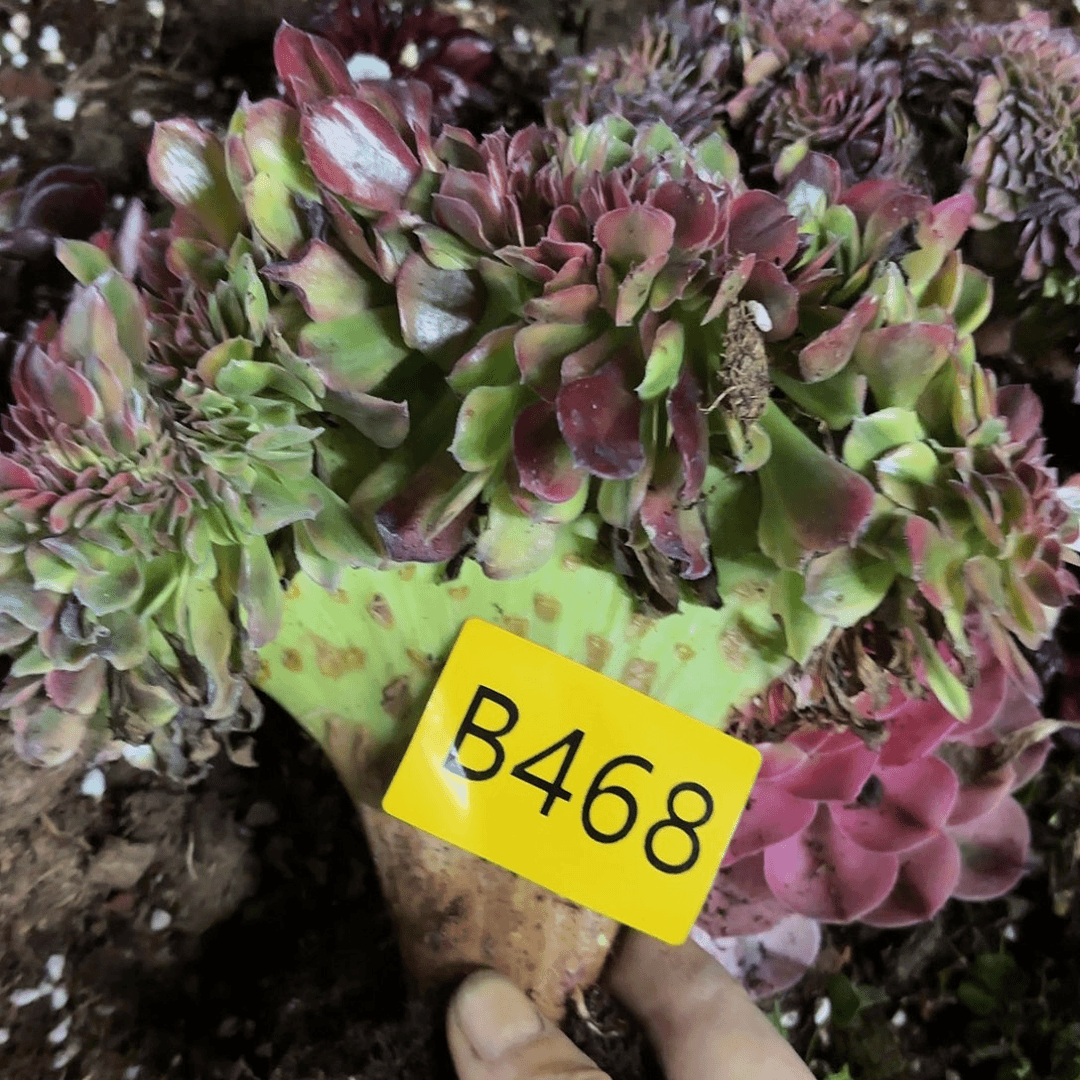 多肉植物缀化468