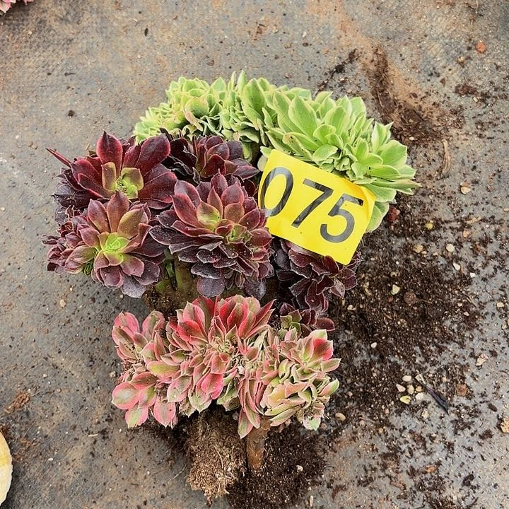 多肉植物缀化075