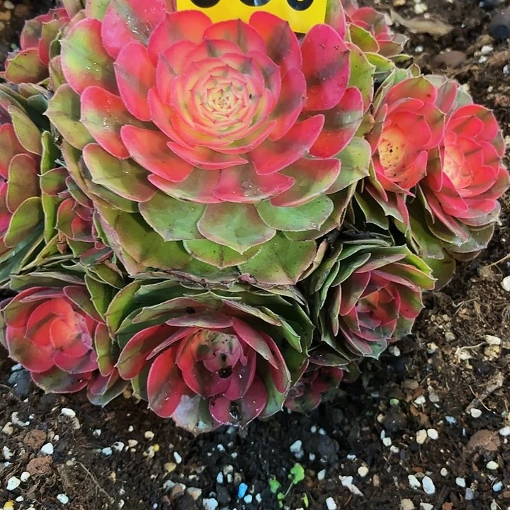 多肉植物荔枝030