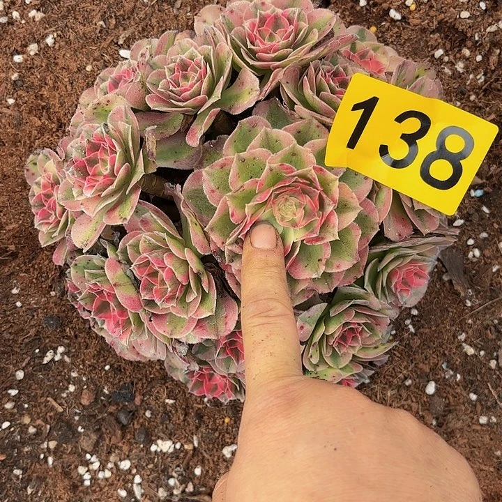 多肉植物倾城138