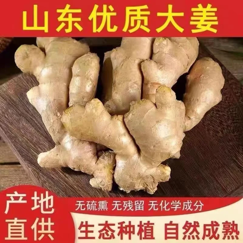 山东正宗大黄姜新鲜生姜月子姜水洗风干老黄姜辛辣多汁3/5斤装