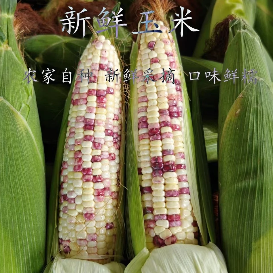 【当天现掰】农家自种新鲜现采花玉米甜糯玉米