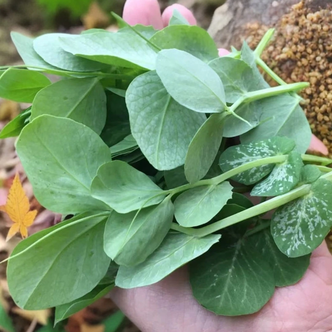 【顺丰包邮】苏北新鲜露天豌豆尖豌豆苗时令蔬菜壳下火锅农家豌豆叶
