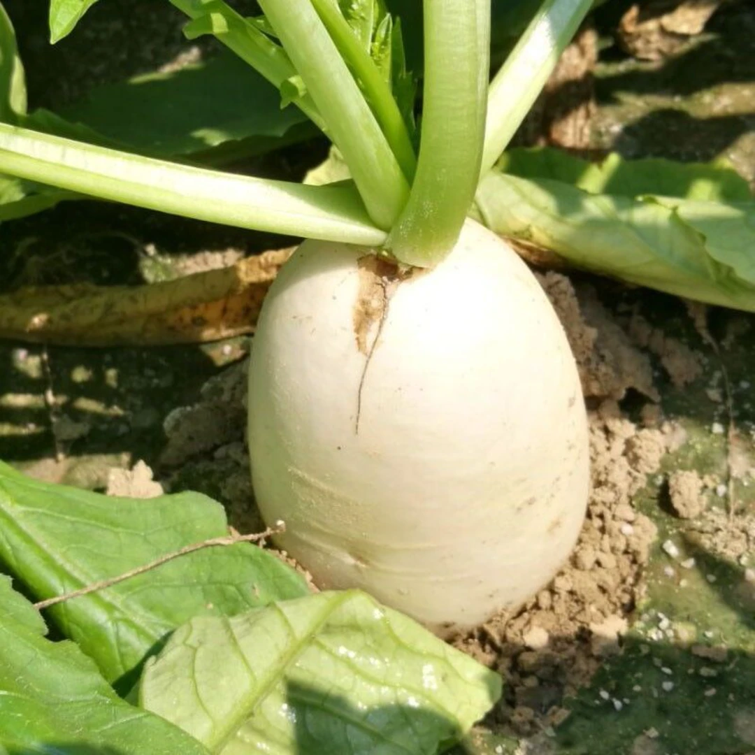 【顺丰包邮】白萝卜蔬菜新鲜包邮农家自种新鲜白萝卜泡菜白萝卜现拔