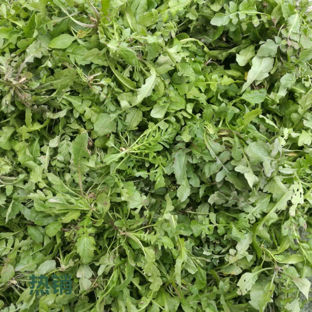 【顺丰包邮】新鲜现挖荠菜地菜苏北农家时令菜馄饨饺子春卷包子馅料