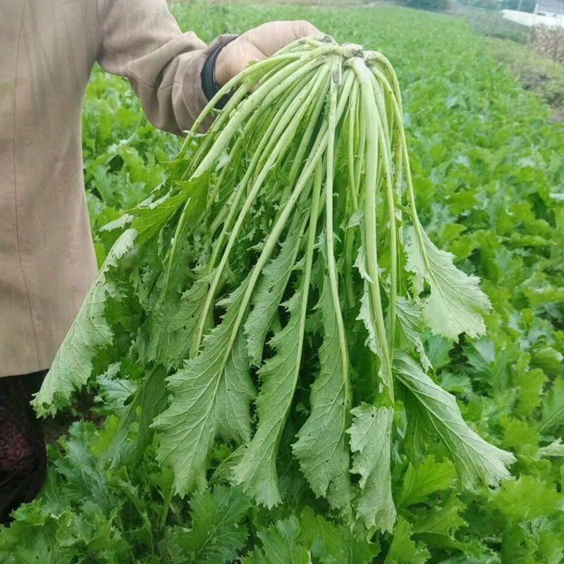 雪里红雪菜新鲜雪里蕻菜农家新鲜蔬菜 可腌制咸菜下饭菜 现摘