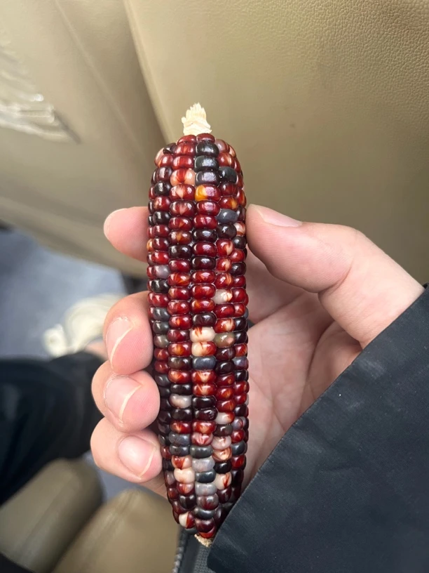 文玩玉米毛料一物一拍