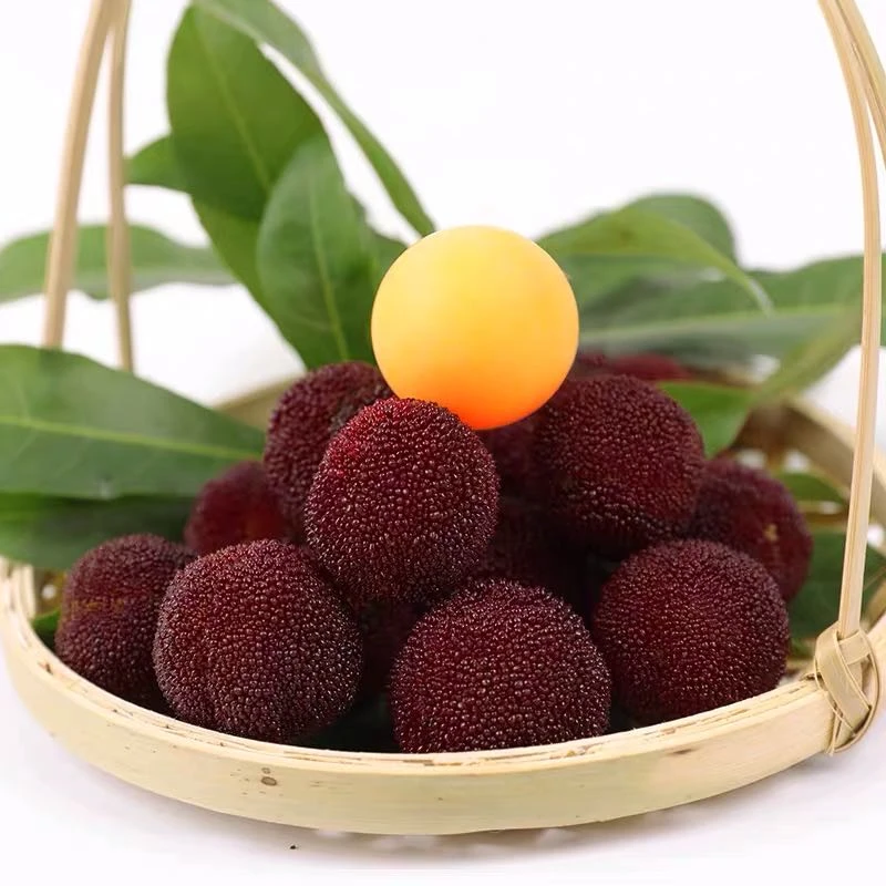 【杨梅君专属】18-23克7A杨梅大棚东魁精品特甜45颗单果饱满甘甜