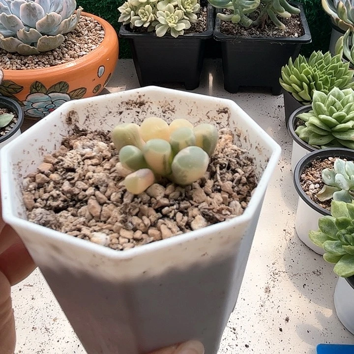 五十铃玉锦一颗价格