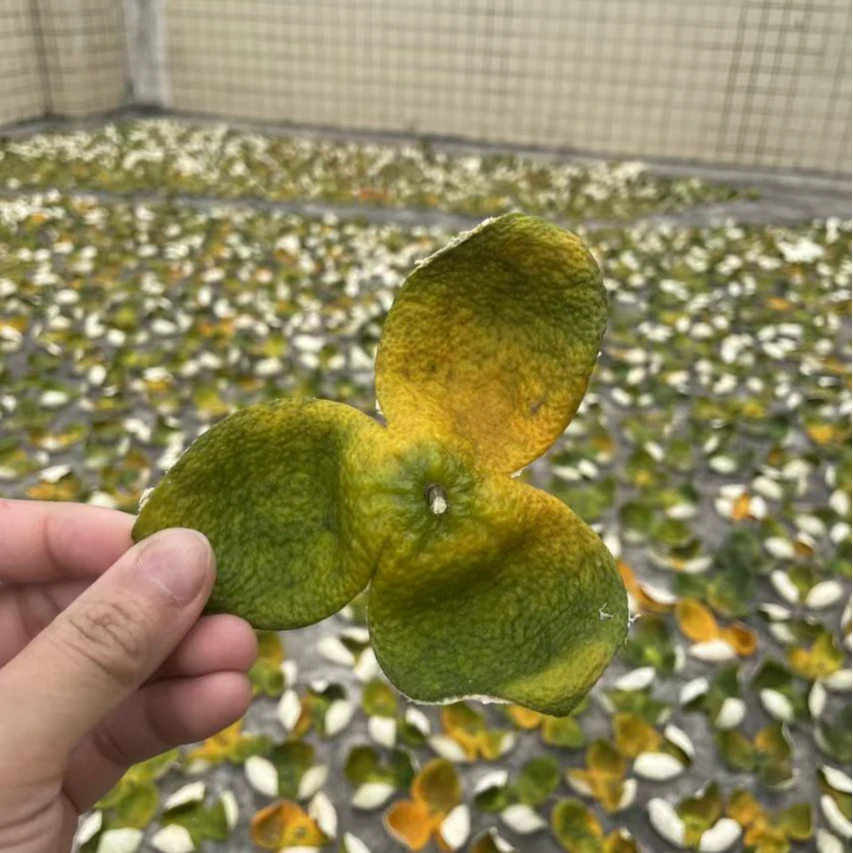 茶坑蚝壳地果围8年老树皮