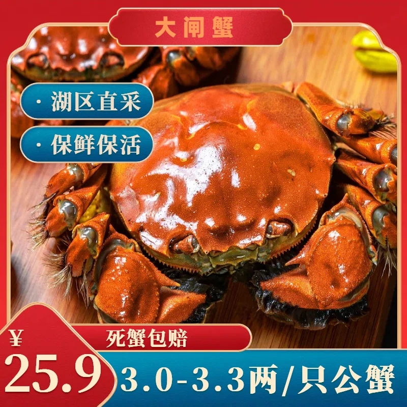 【活蟹-10只以上配送】六月黄保肥保黄保鲜保活3.0-3.3两/只公蟹 死蟹包赔