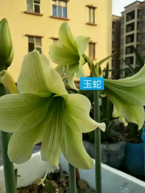 南非朱顶红 玉蛇 鬼魅 小青龙 小宝贝现挖现发
