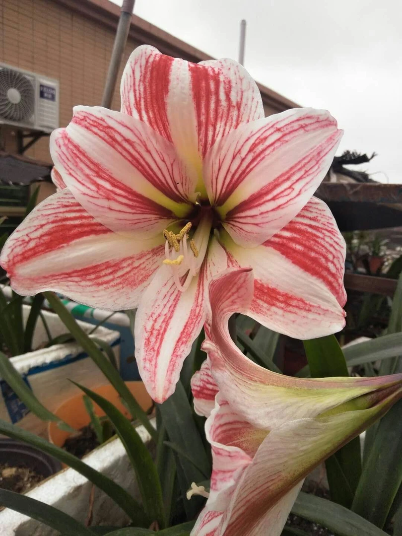 土朱 朱顶红 粉土 带根叶发货