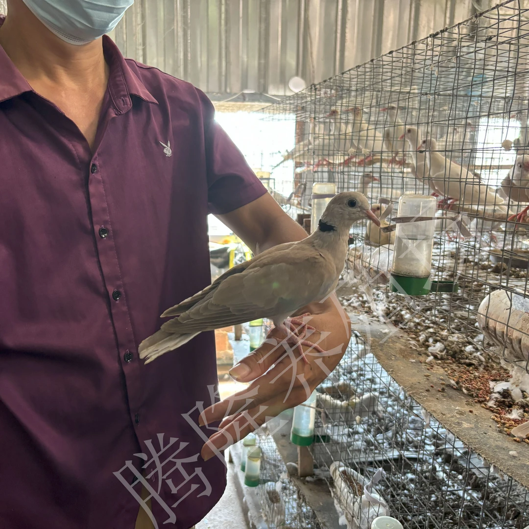 灰斑鸽白斑鸽，不是信鸽肉鸽，广东发货