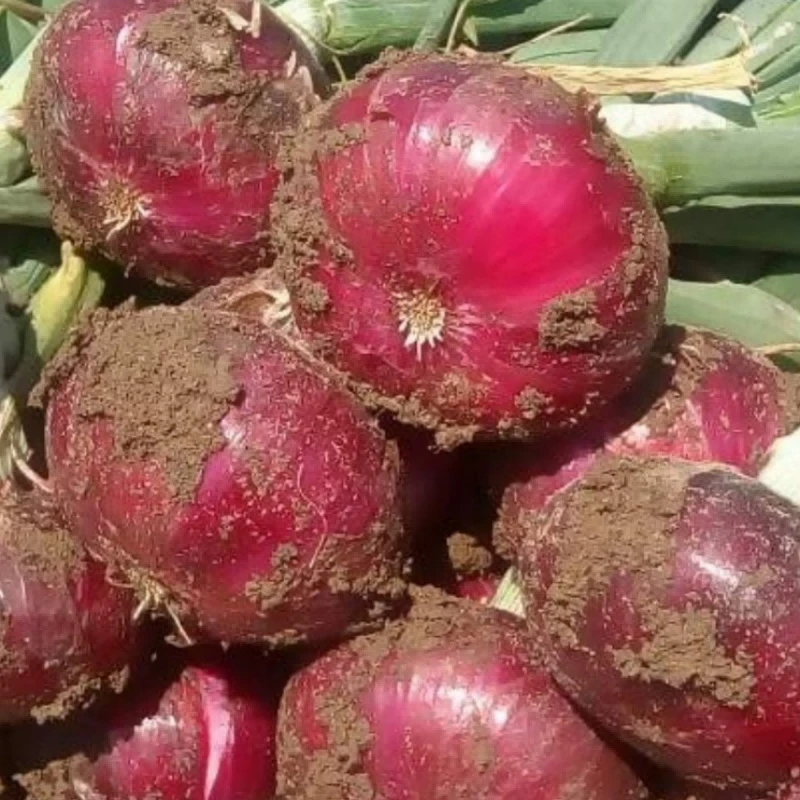 山东鲜葱现挖扁洋葱发货水果洋葱甜洋葱早熟洋葱1斤5斤可生吃