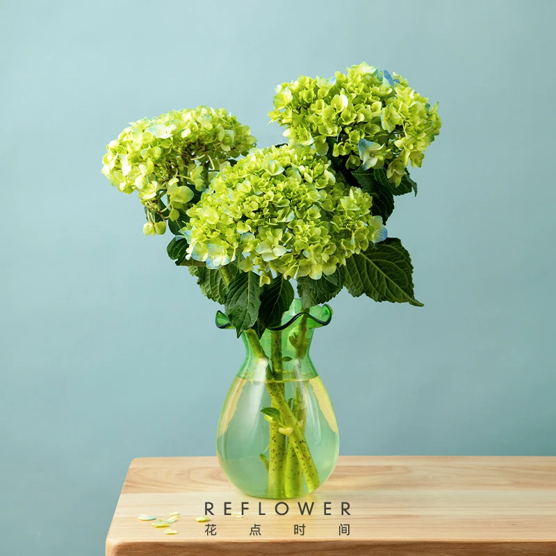 【任意两单包邮】小绿绣球易养护赠保鲜剂花点时间