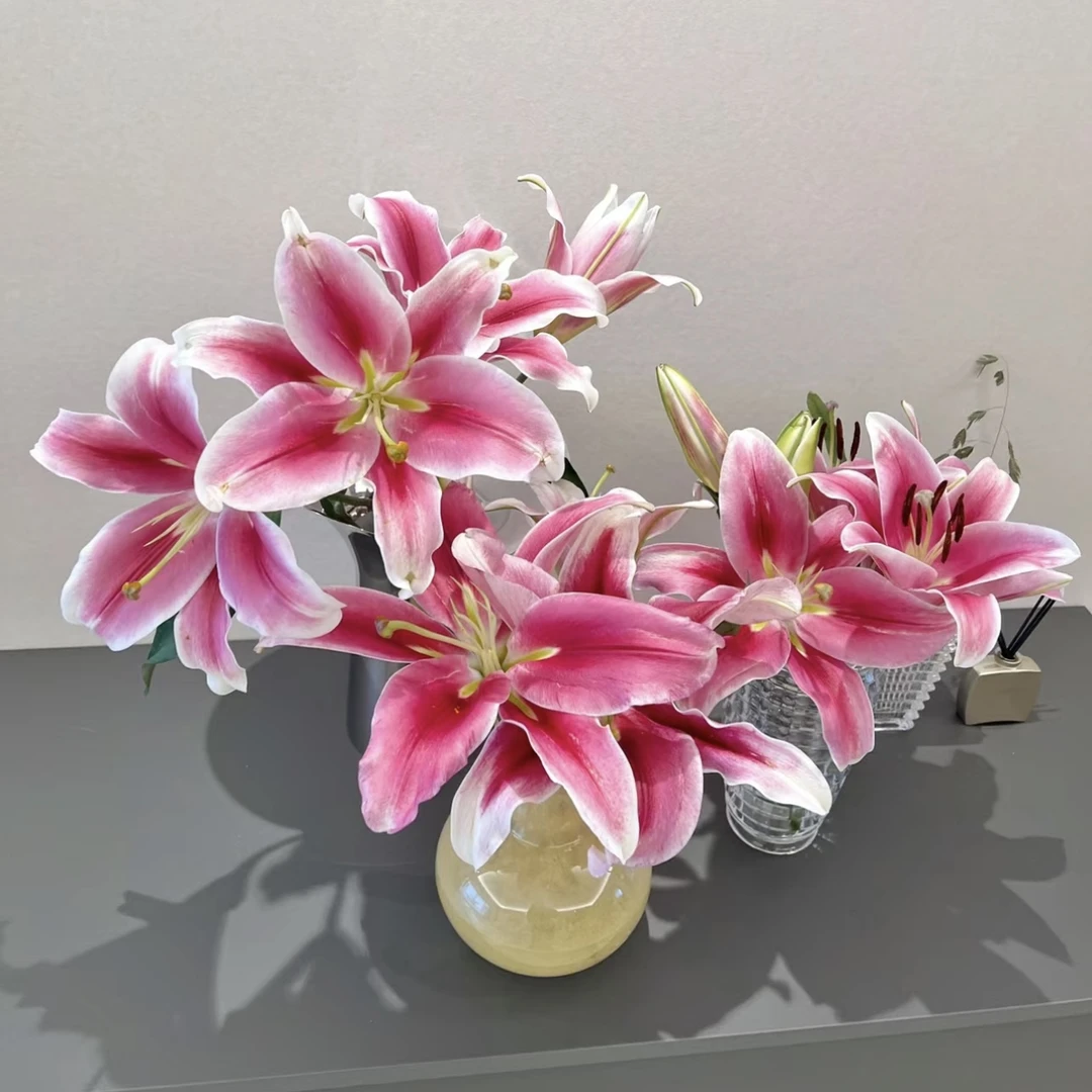【两单包邮】双头普拉芬多百合5枝 云南基地现采鲜切花