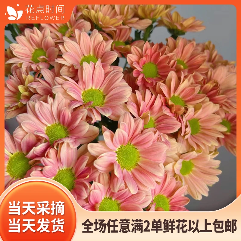 【两单包邮】“花期超长” 香槟色三文鱼小菊1扎