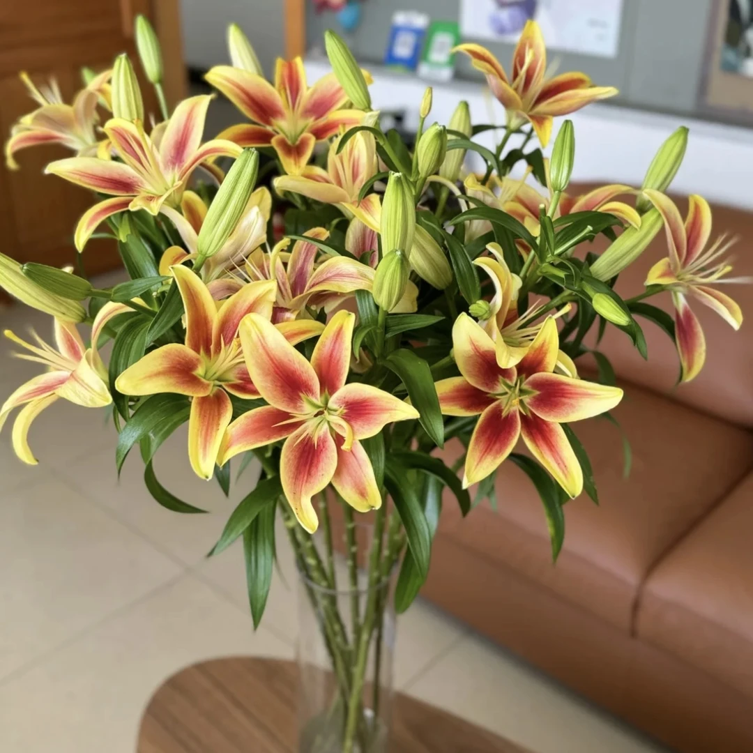 【两单包邮】3头皇冠百合 亚百合 云南基地现采鲜切花
