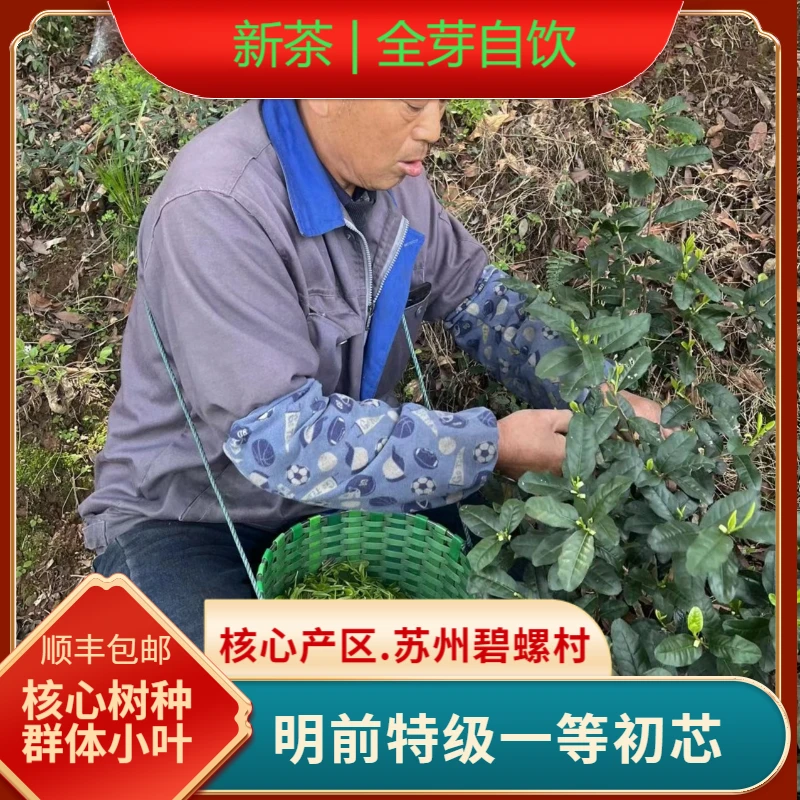 【明前芽尖】群体小叶种苏州洞庭全芽125g起
