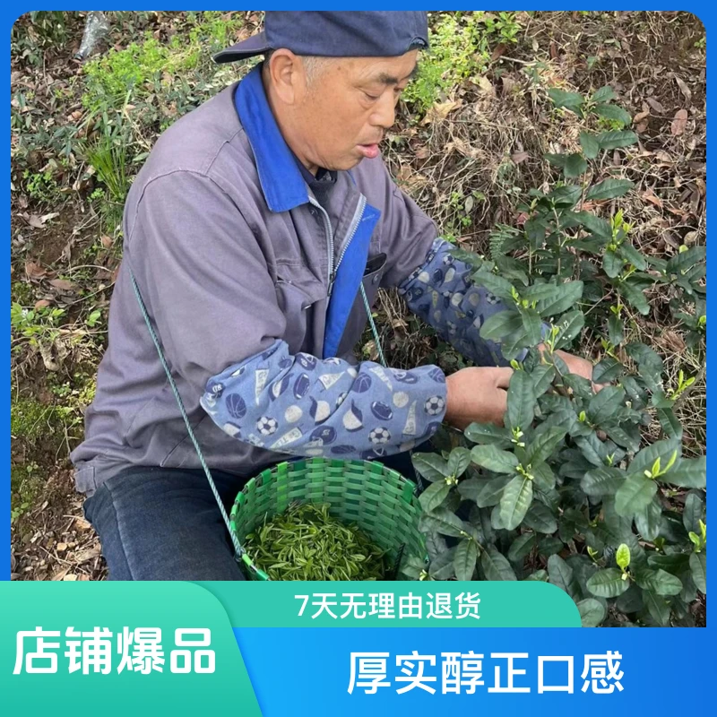 【碧螺红茶】2025年新茶苏州特产碧螺红茶250g起