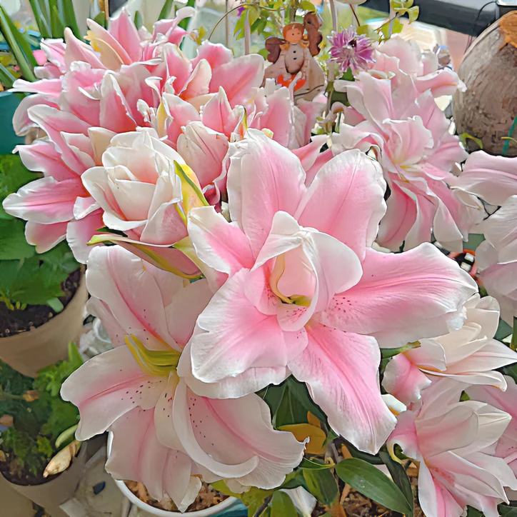 进口重瓣香水百合种球盆栽易活室内外多年生四季播种开花种子籽苗