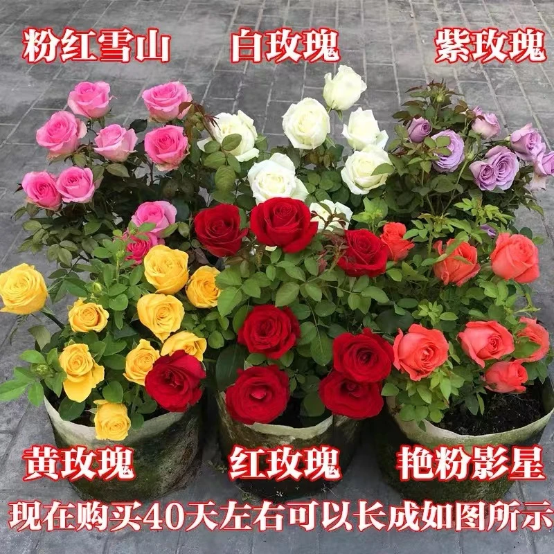 9.9米3棵玫瑰月季苗当年开花大花浓香阳台盆栽混色颜色随机发货