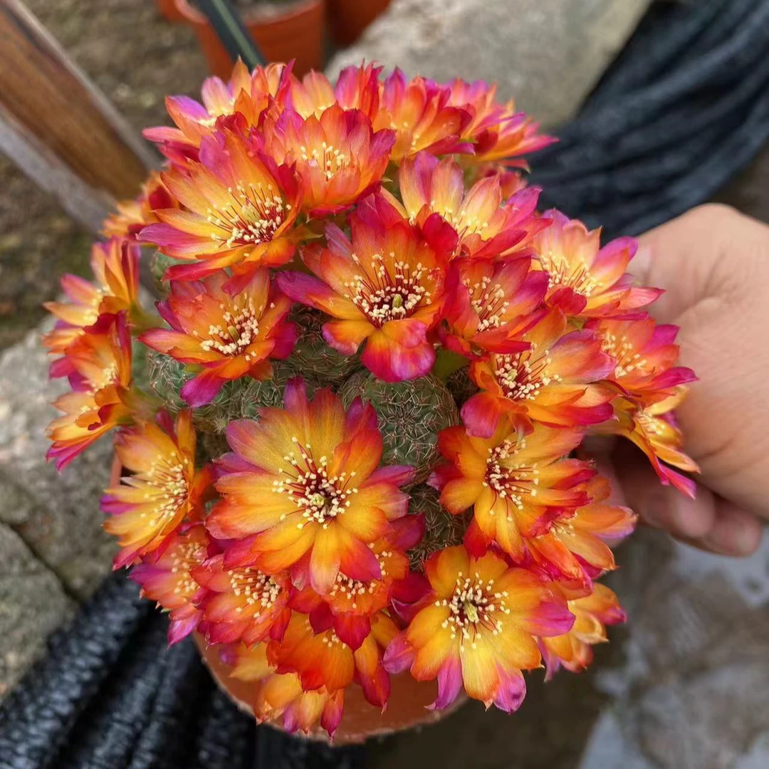 【卡莱主教】仙人球开花植物花卉绿植好养易活防辐射办公室阳台好养