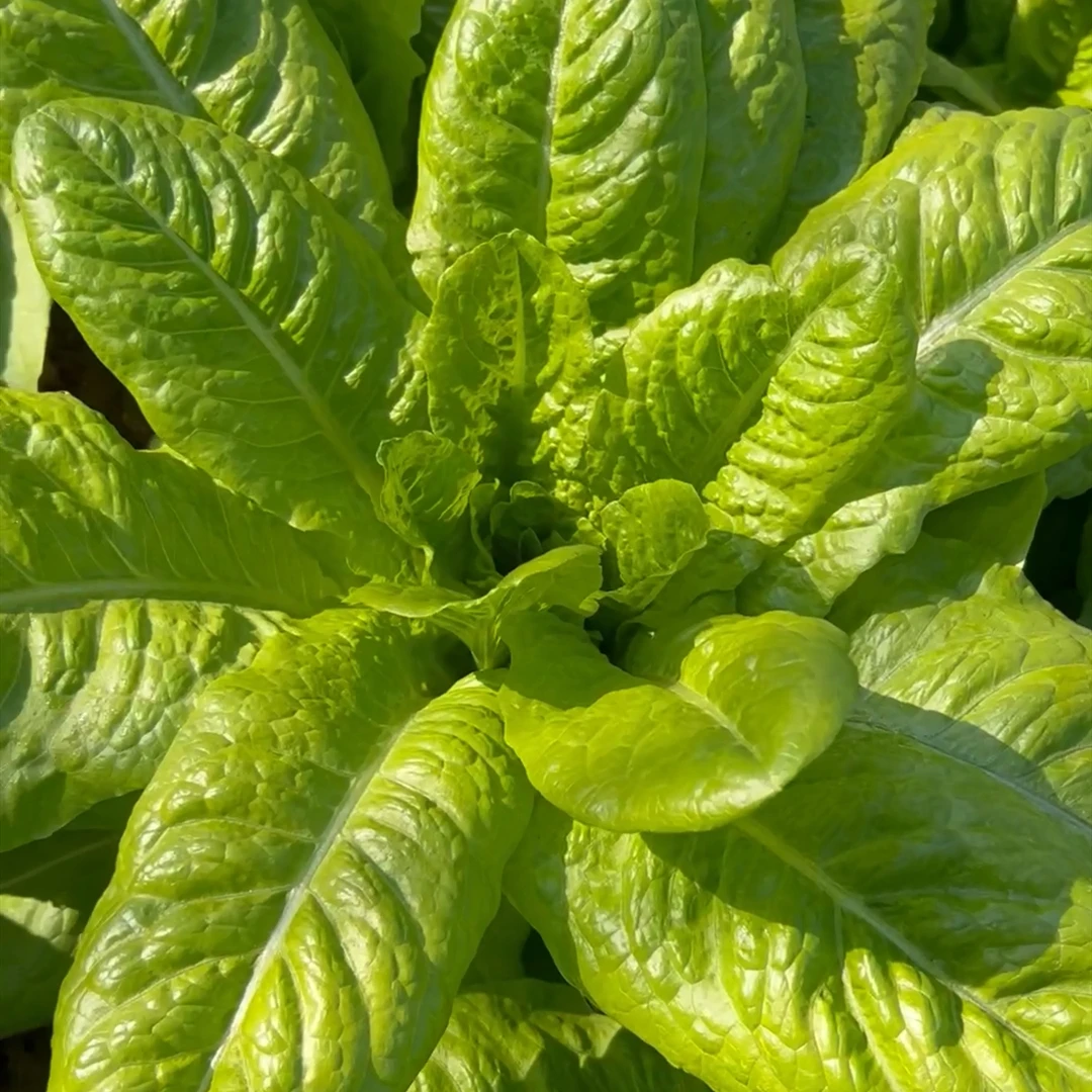 沙拉菜种子  汉斯沙拉菜叶菜速生易管理易种植种子四季