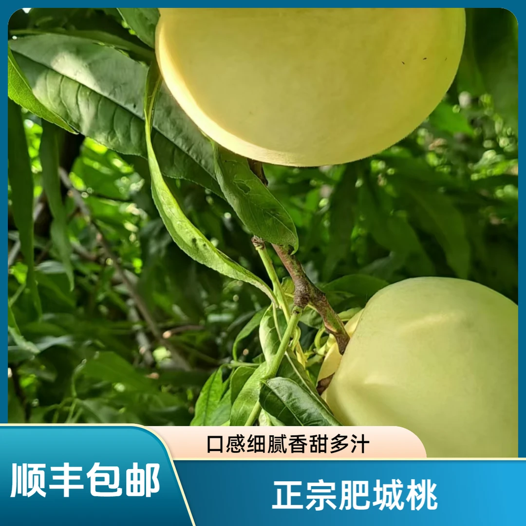 【山东正宗肥桃8支装】肥城蜜桃顺丰包邮鲜嫩甘甜礼品装原产地果园