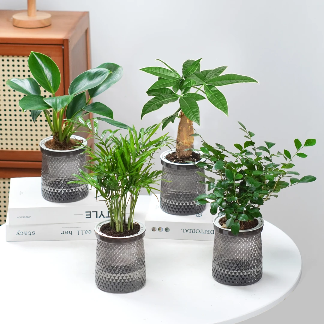 种花的大象九里香发财树绿公主袖珍椰子植物