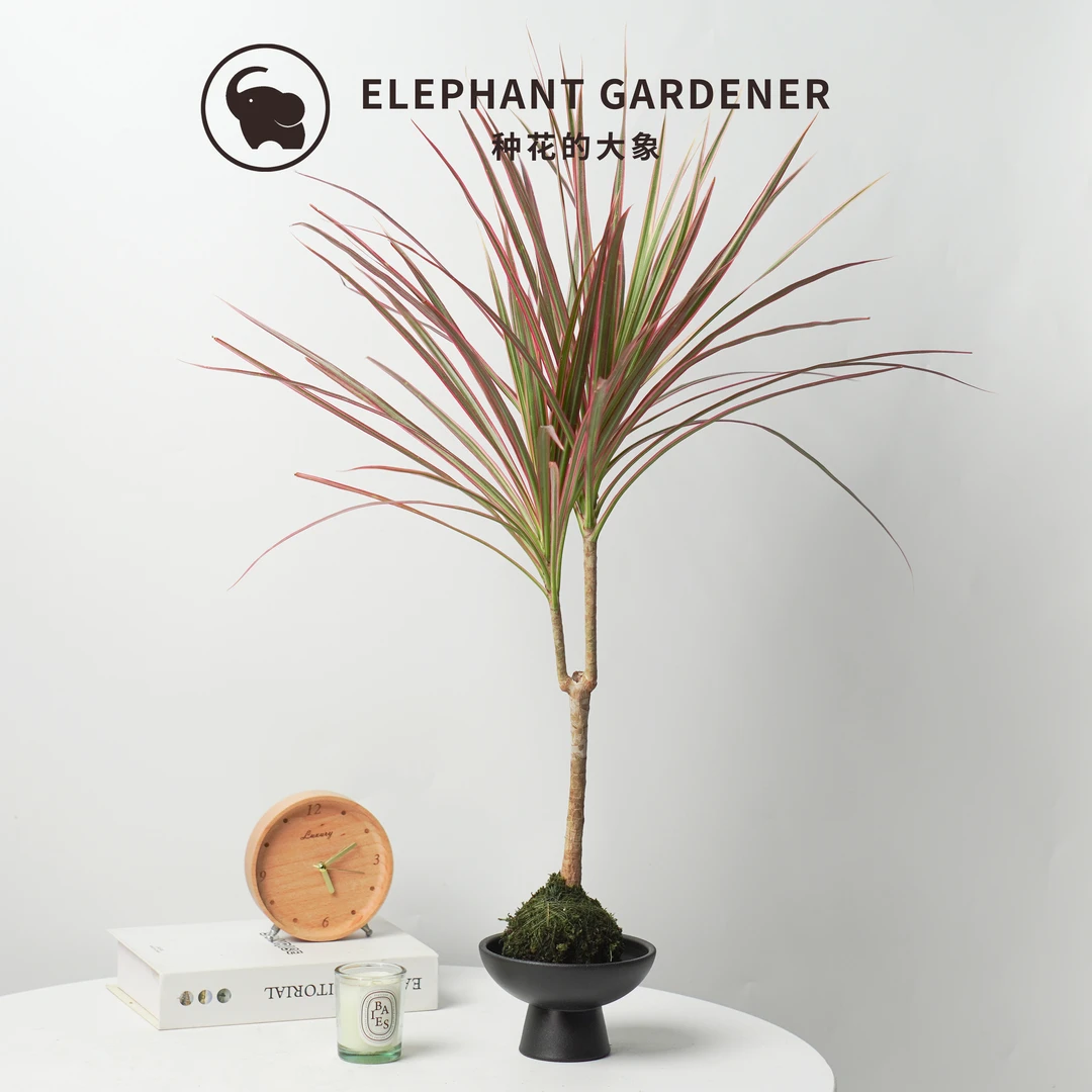 千年木组合苔藓球盆栽客厅室内常绿净化空气观叶植物