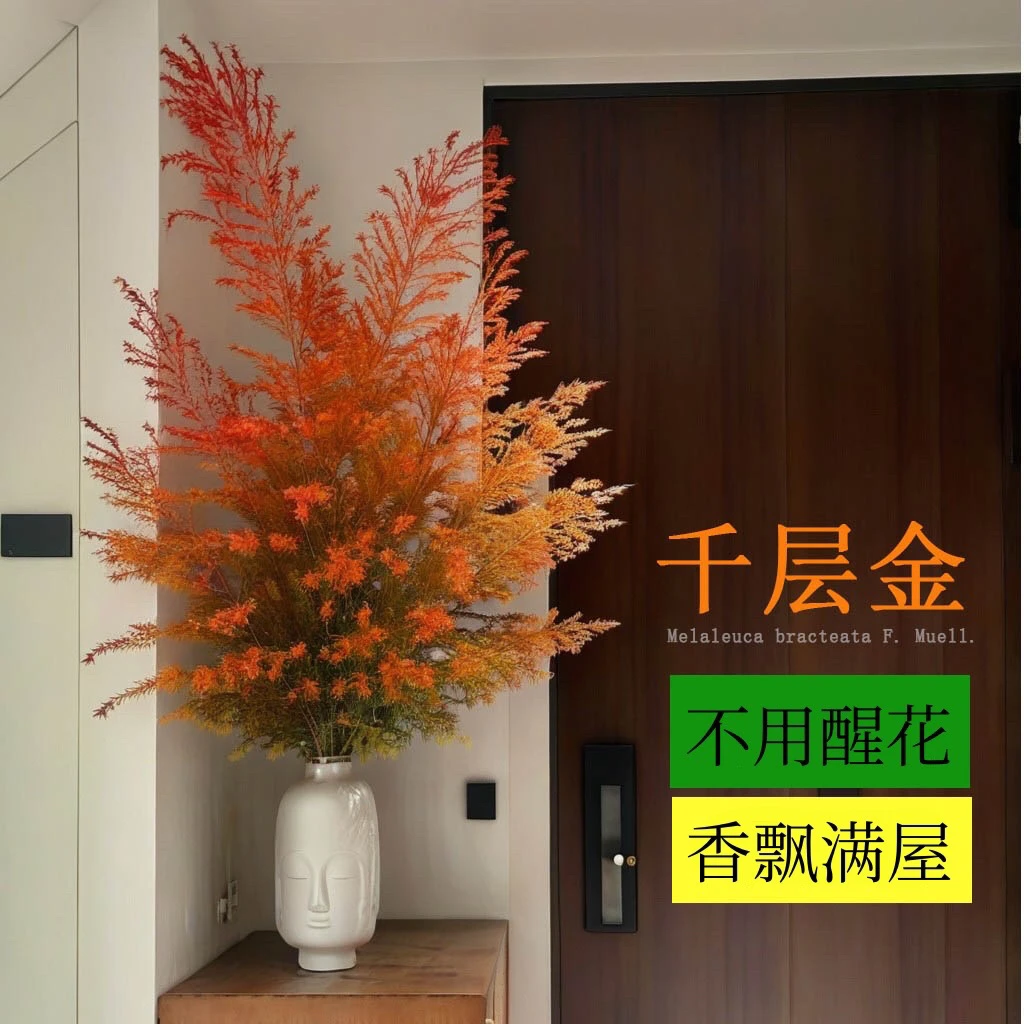 千层金黄金香柳鲜切室内摆放美观可风干观赏