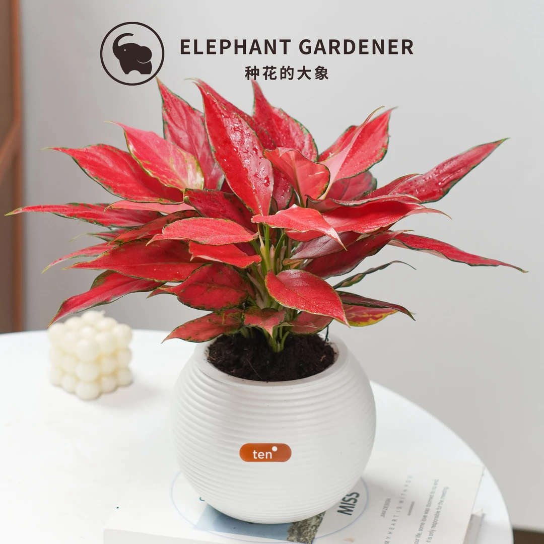 红天使吉利红吉祥如意盆栽室内植物桌面盆景观花卉叶好养活年宵花