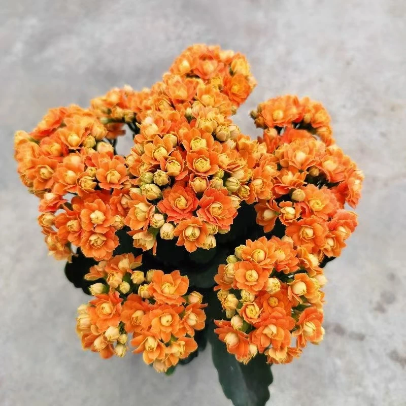 芭比橙  110盆  长寿花植物带花苞重瓣