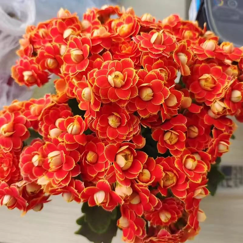 【金狐狸】110盆重瓣带花苞特大号四季开花长寿花
