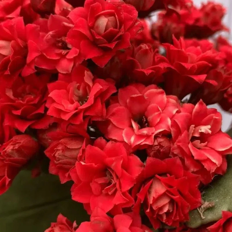 【红运】重瓣长寿花带花苞开花植物窗台阳台盆栽好看好养耐干旱客厅