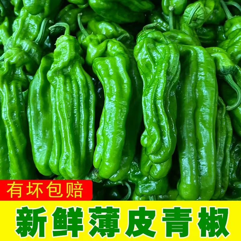 现摘山东新鲜产品薄皮辣椒厨房芜湖椒微辣青椒虎皮椒3斤5斤