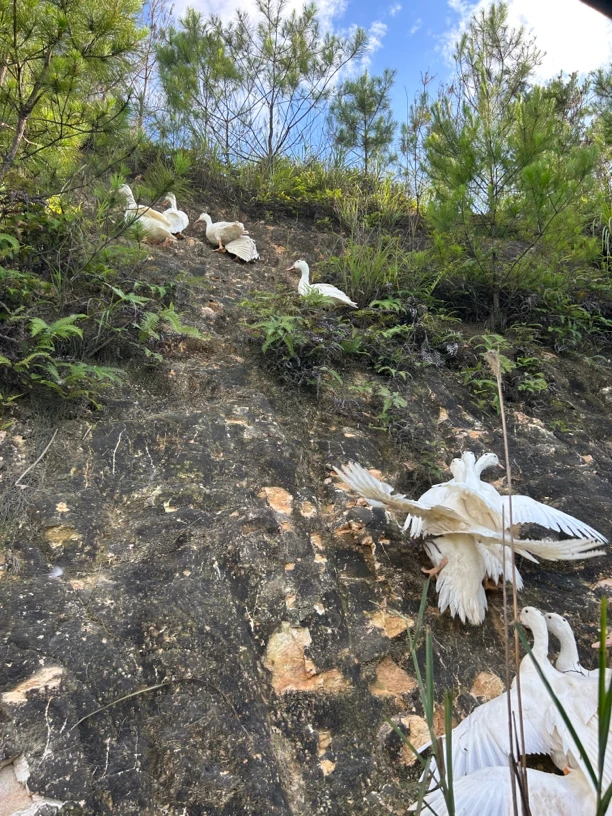 土鸭 菜鸭净重5-6斤